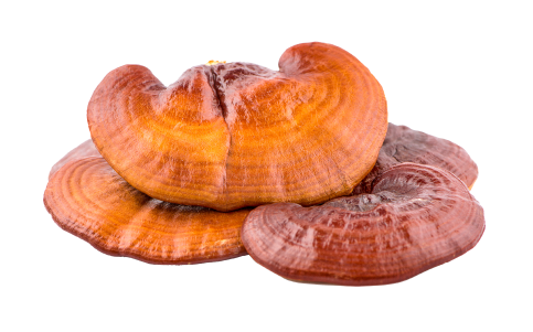 Reishi